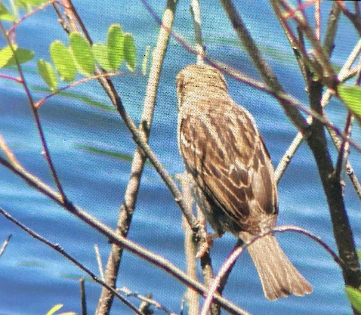 House Sparrow - ML620473542