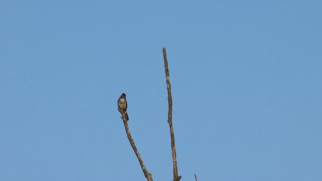 Swamp Sparrow - ML620473543