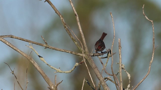 Swamp Sparrow - ML620473545