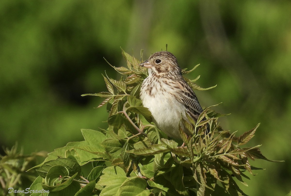 Vesper Sparrow - ML620473547