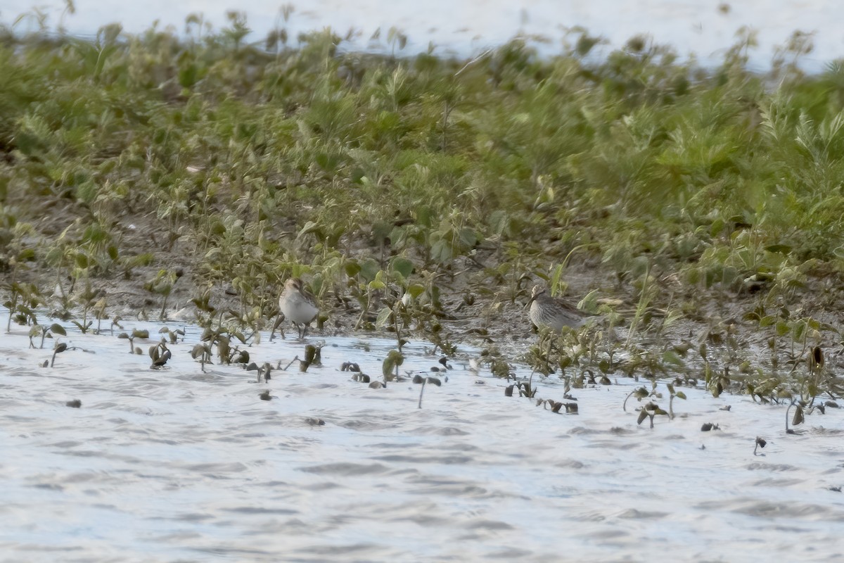 Semipalmated Sandpiper - ML620473552