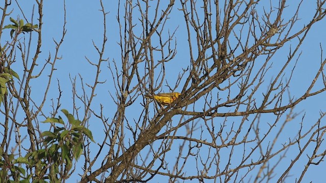 Yellow Warbler - ML620473554