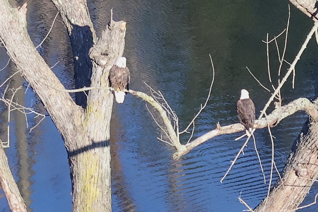 Bald Eagle - ML620473555