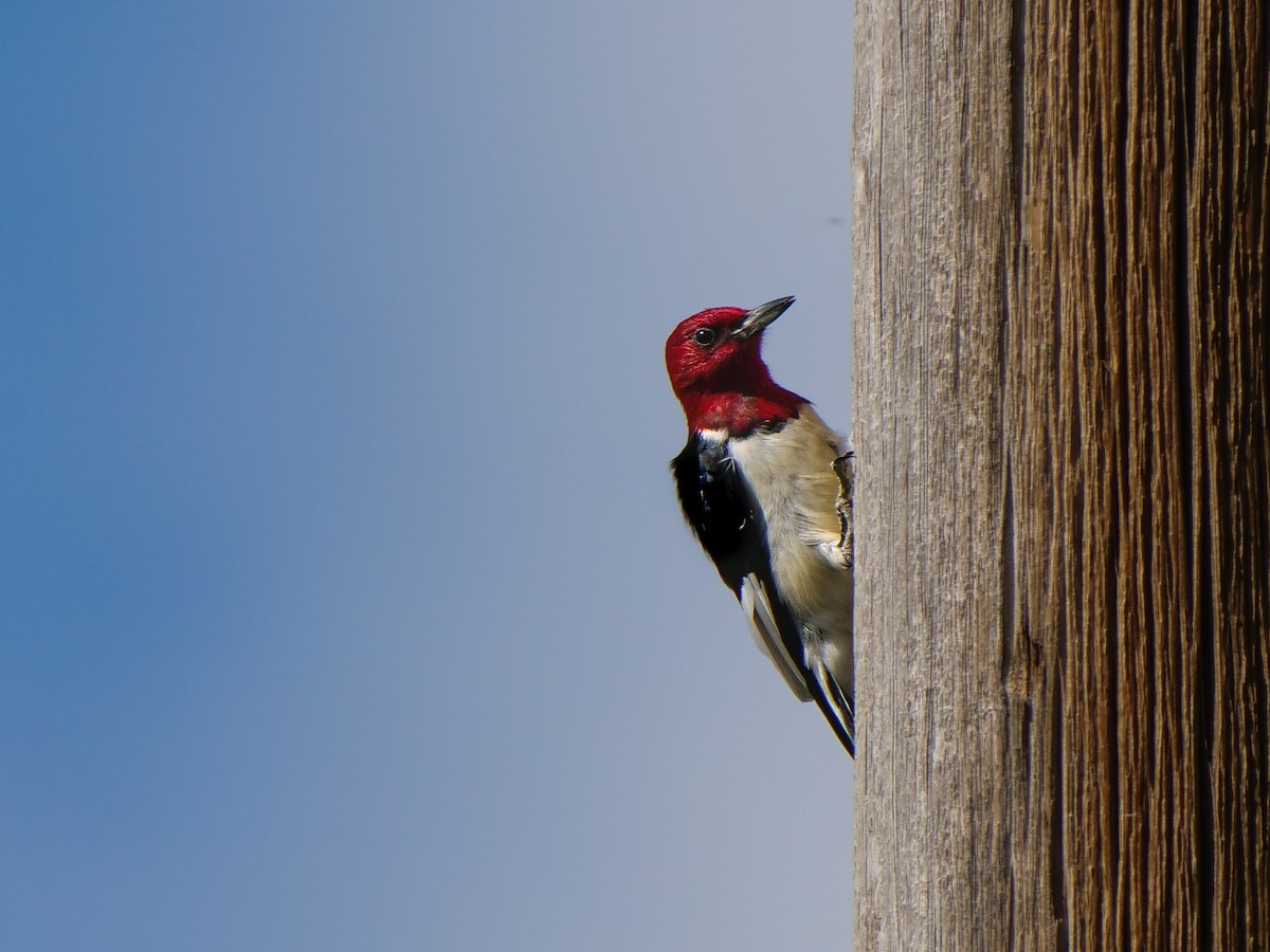 Red-headed Woodpecker - ML620473559