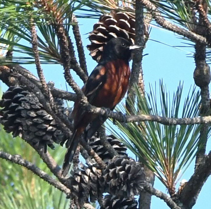 Orchard Oriole - ML620473562