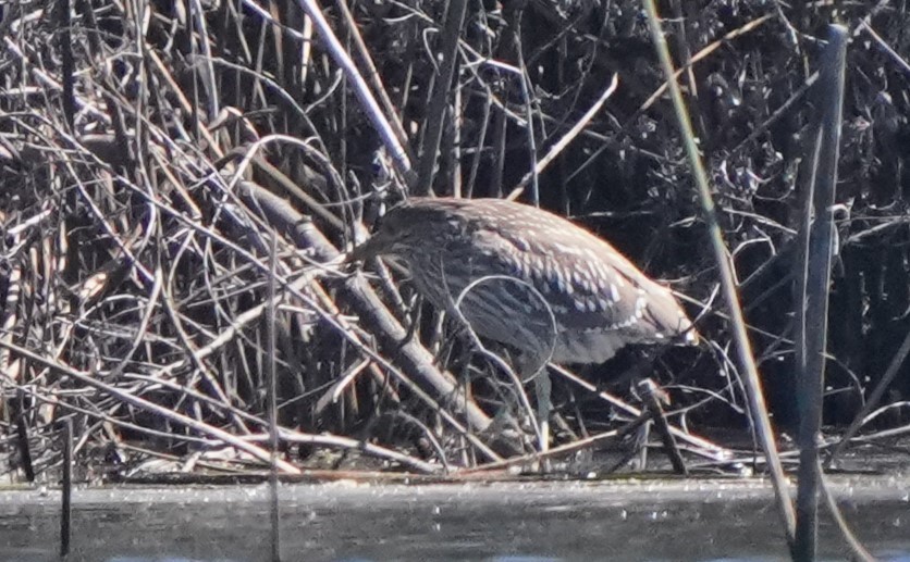 Black-crowned Night Heron - ML620473563