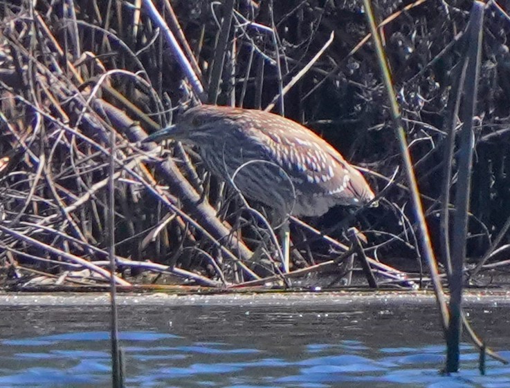 Black-crowned Night Heron - ML620473564