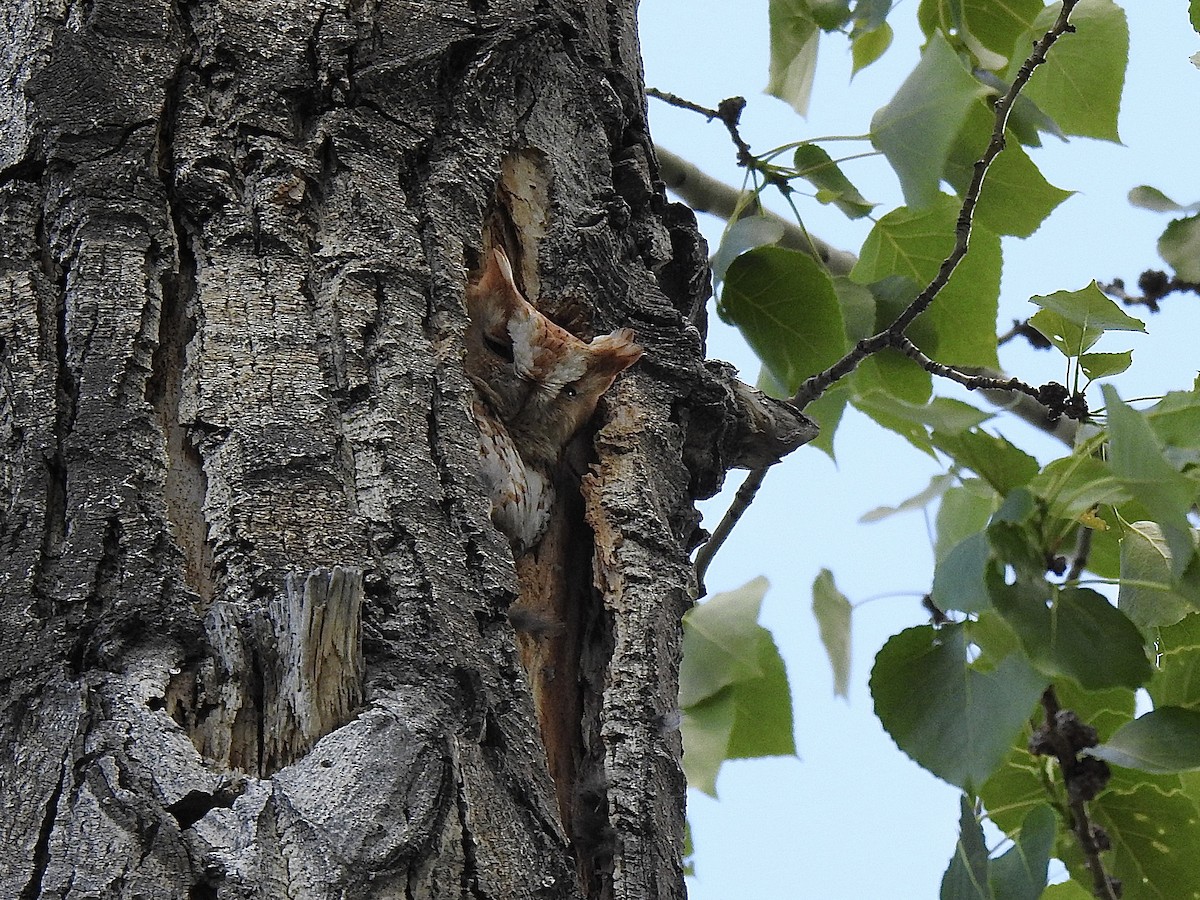 Eastern Screech-Owl - ML620473566