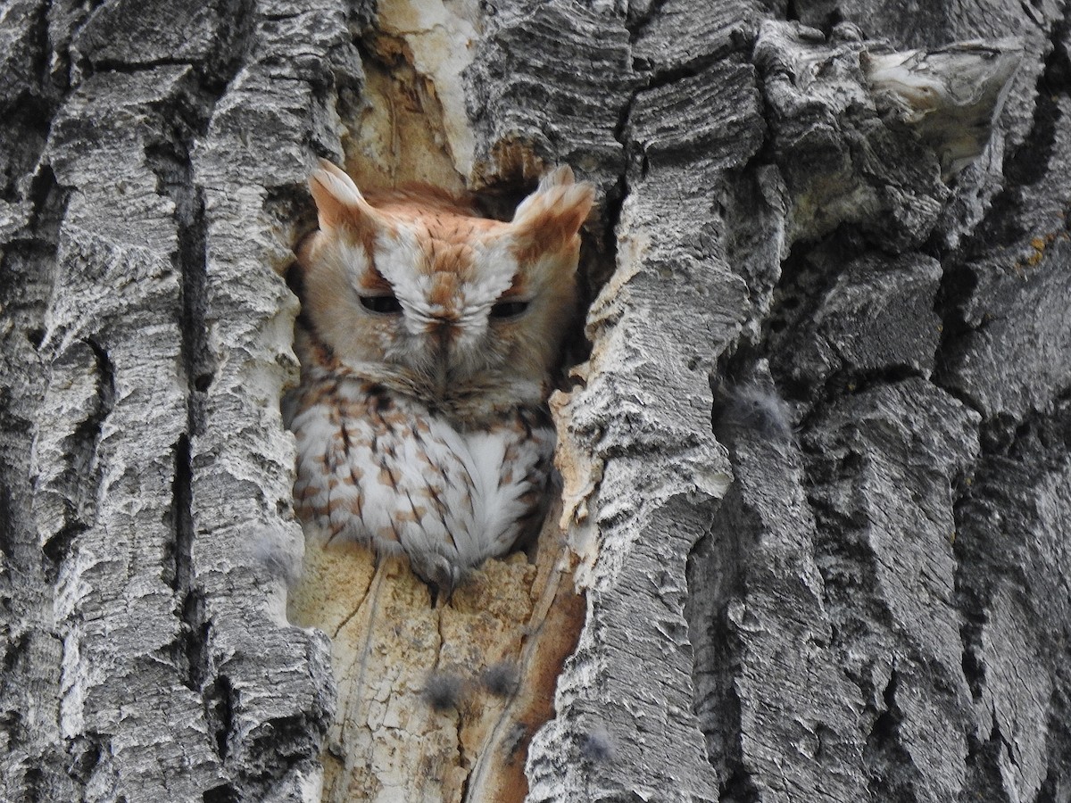 Eastern Screech-Owl - ML620473567