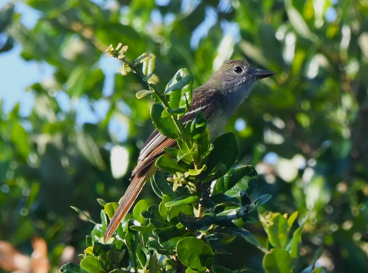 Great Crested Flycatcher - ML620473571