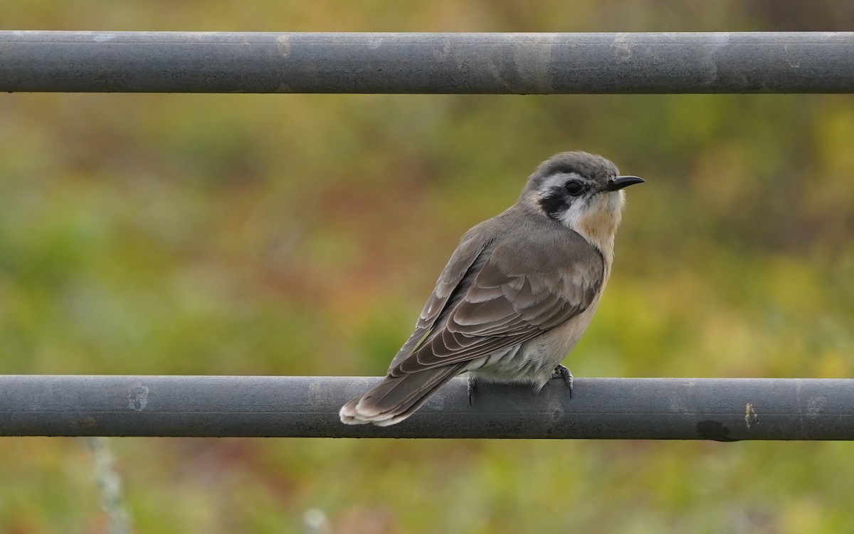 Black-eared Cuckoo - ML620473574