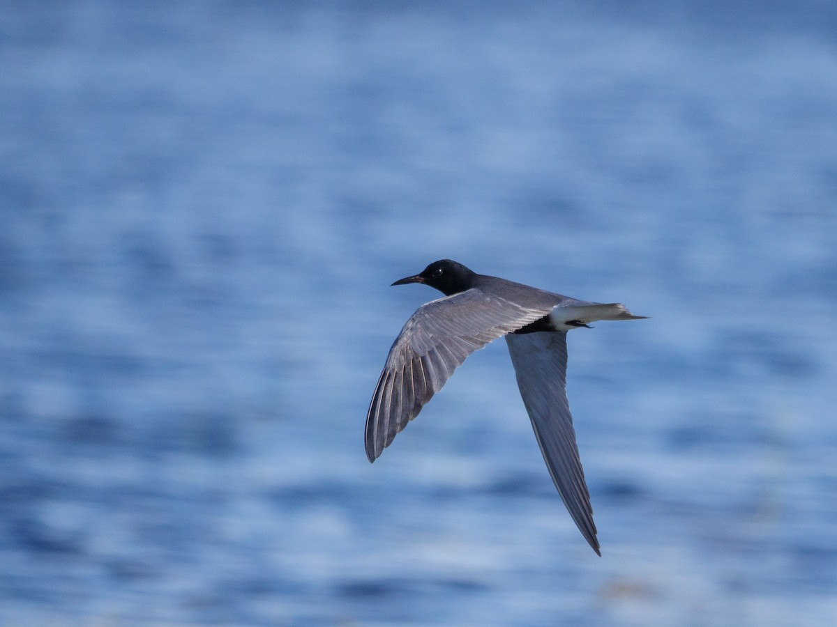 Black Tern - ML620473575