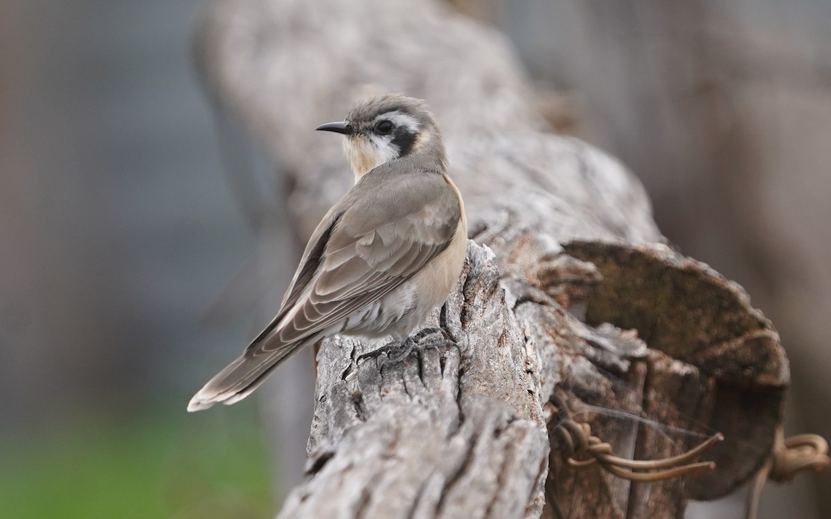 Black-eared Cuckoo - ML620473577