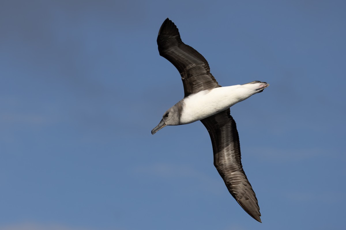 Gray-headed Albatross - ML620473580