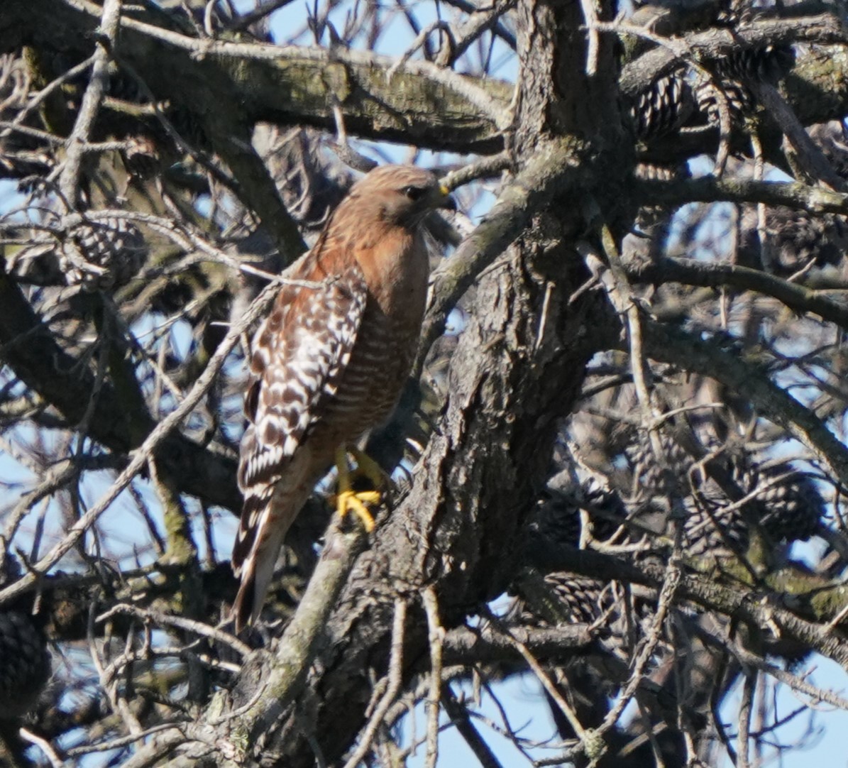 Red-shouldered Hawk - ML620473584