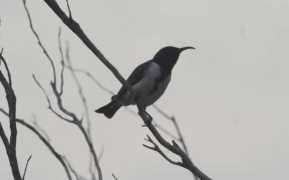 Black Honeyeater - ML620473585