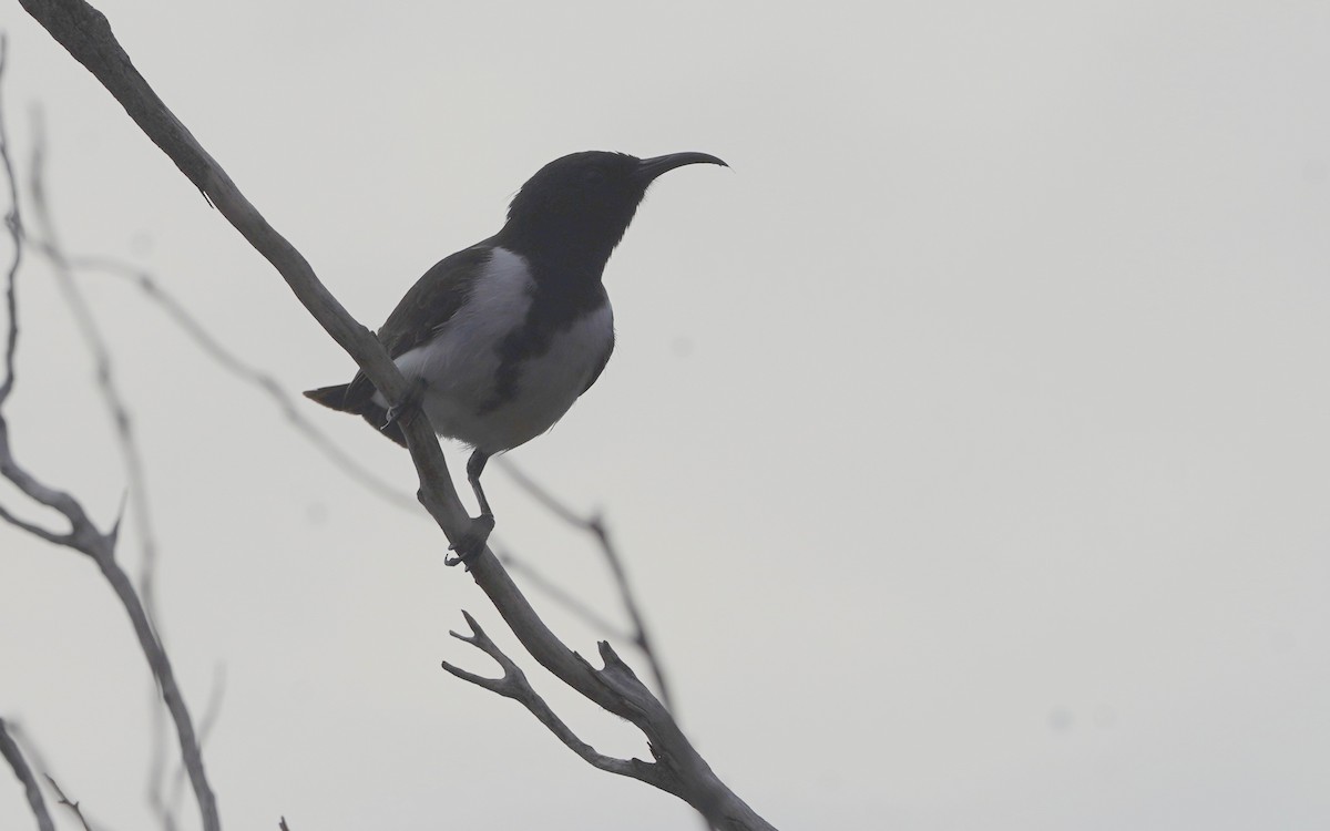 Black Honeyeater - ML620473586