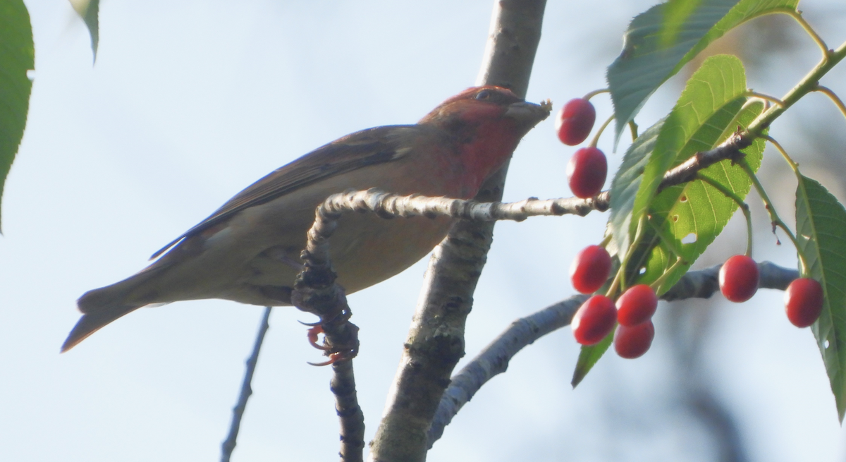 Common Rosefinch - ML620473590