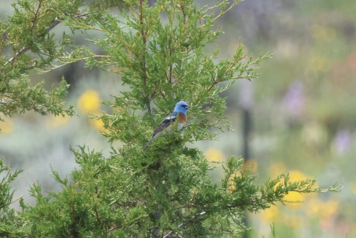 Lazuli Bunting - ML620473592