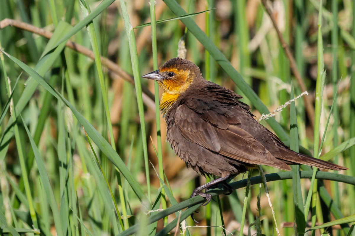 Yellow-headed Blackbird - ML620473600