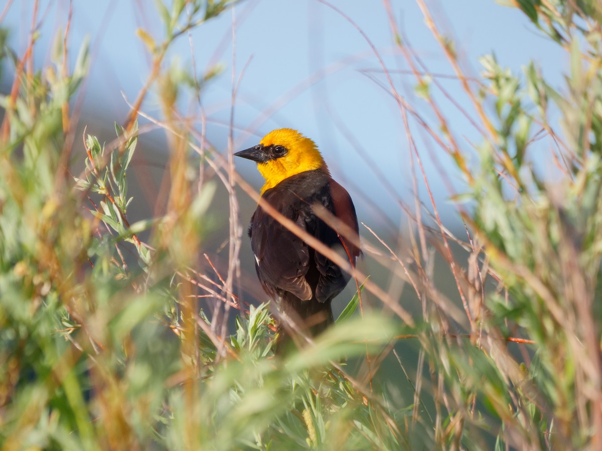 Yellow-headed Blackbird - ML620473601