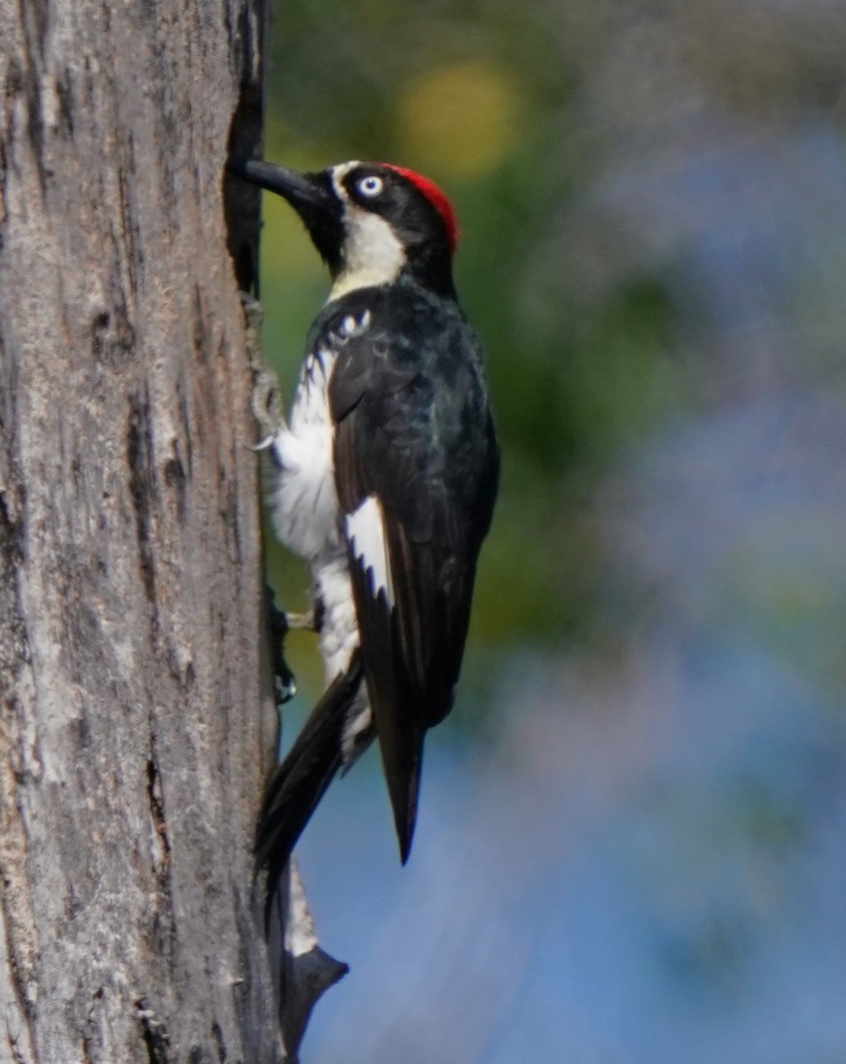 Acorn Woodpecker - ML620473604