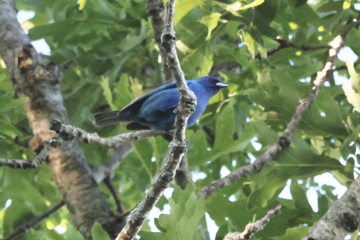 Indigo Bunting - ML620473610