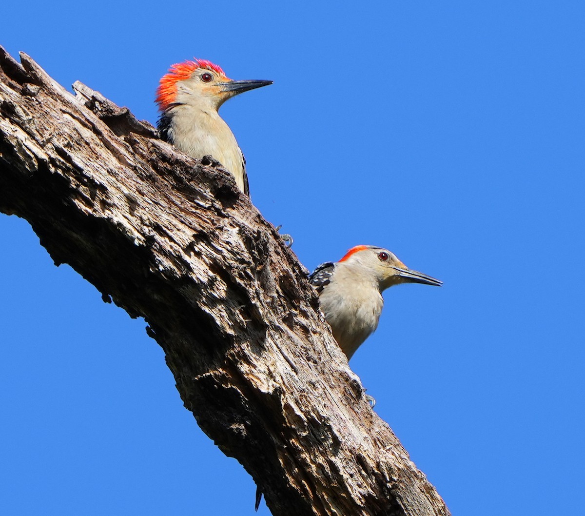 Red-bellied Woodpecker - ML620473611