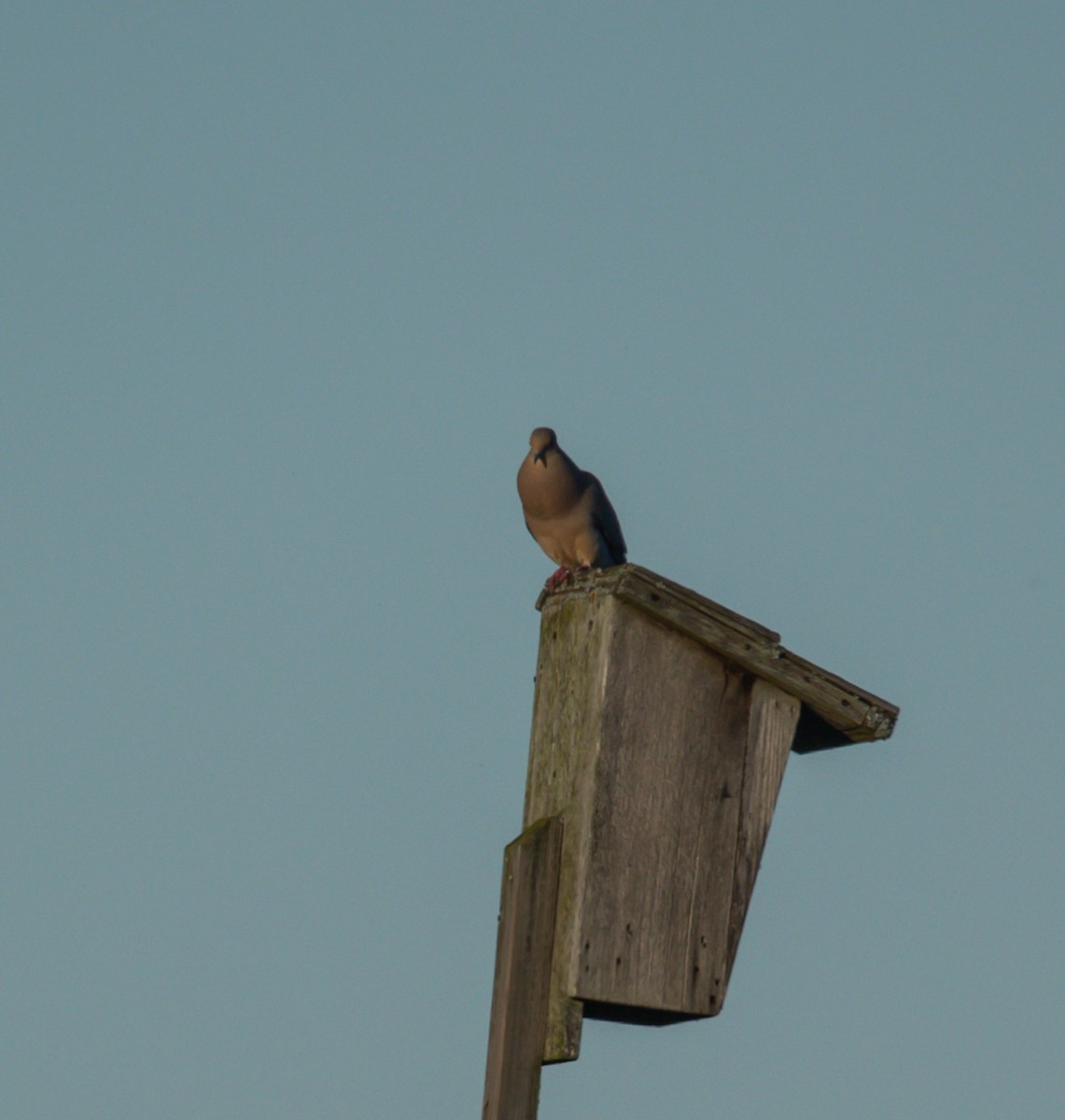 Mourning Dove - ML620473615