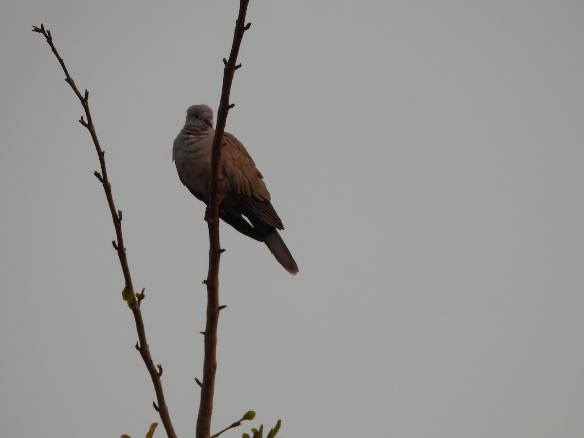 Eurasian Collared-Dove - ML620473616