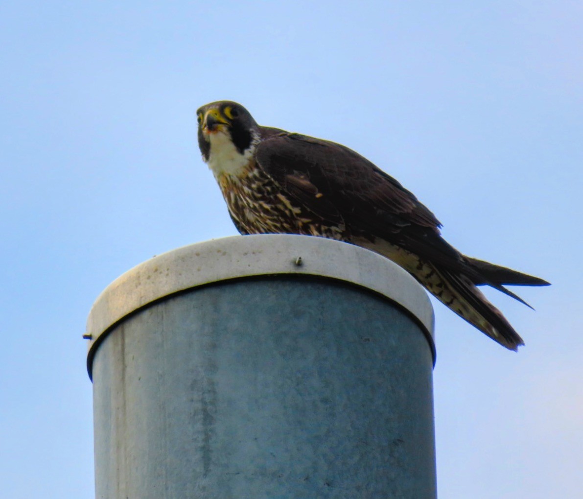 Peregrine Falcon - ML620473621