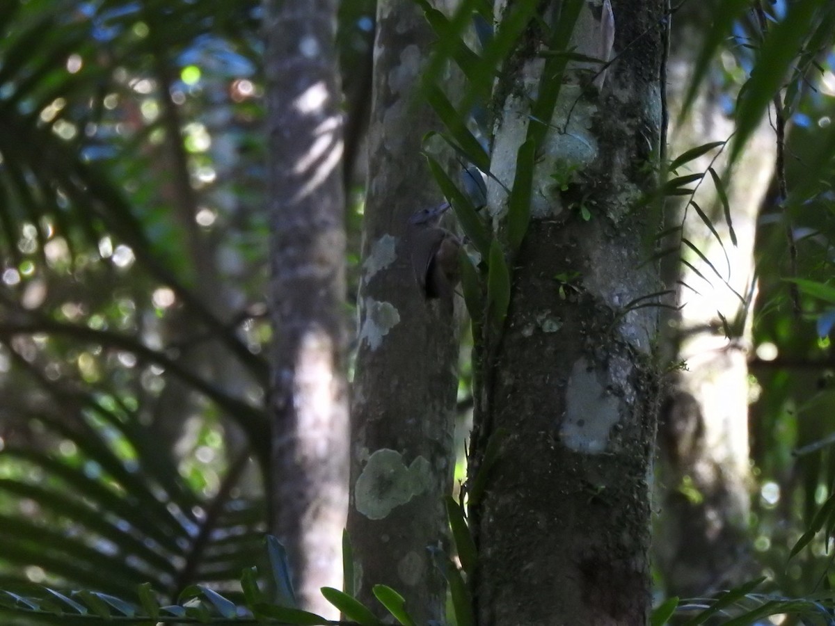 Rufous Shrikethrush - ML620473622