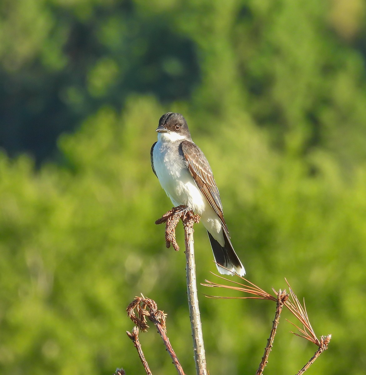 Eastern Kingbird - ML620473624