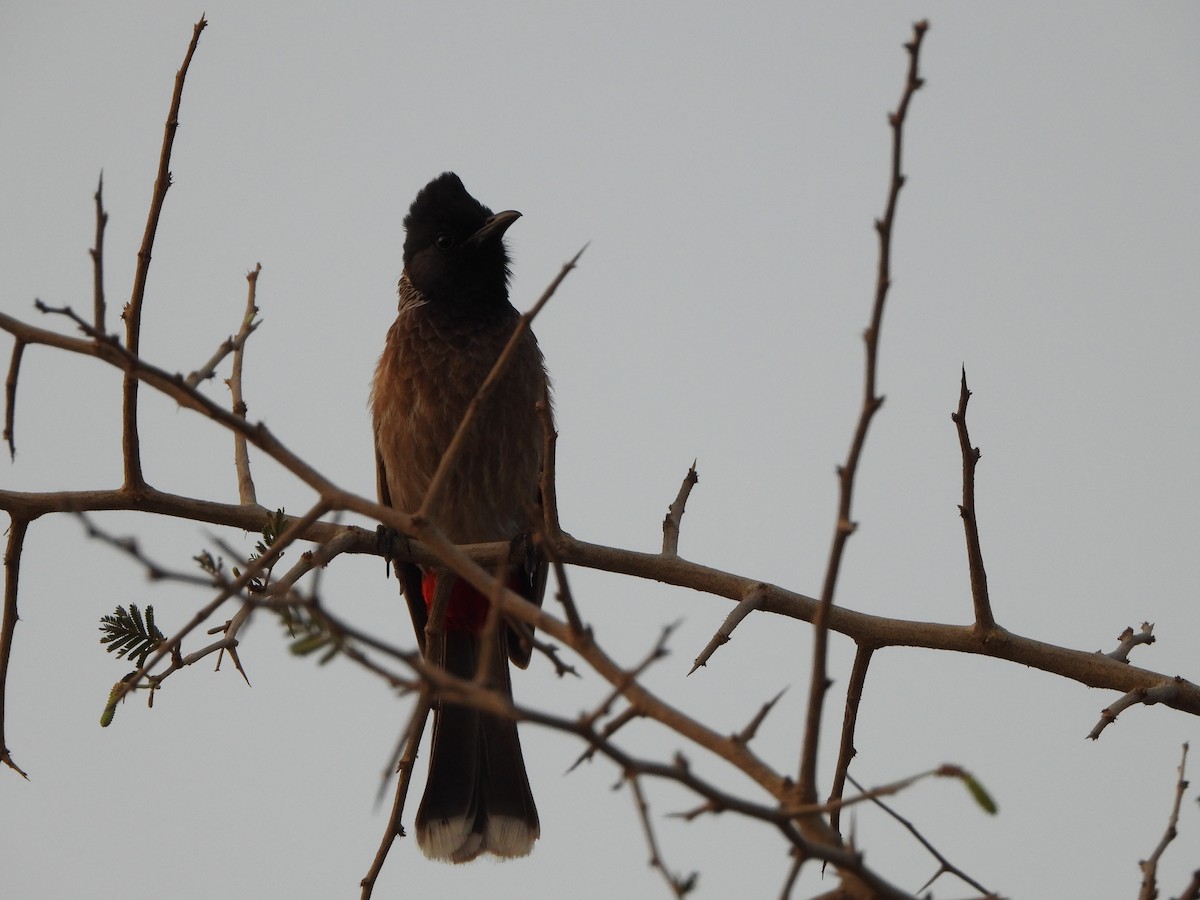 Red-vented Bulbul - ML620473625