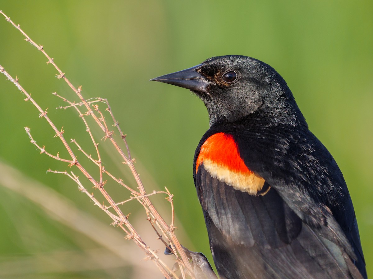 Red-winged Blackbird - ML620473627