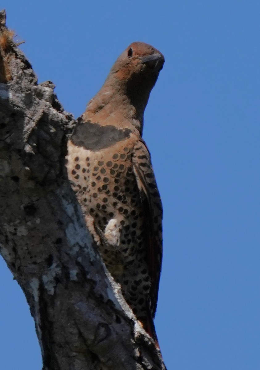 Northern Flicker - ML620473629