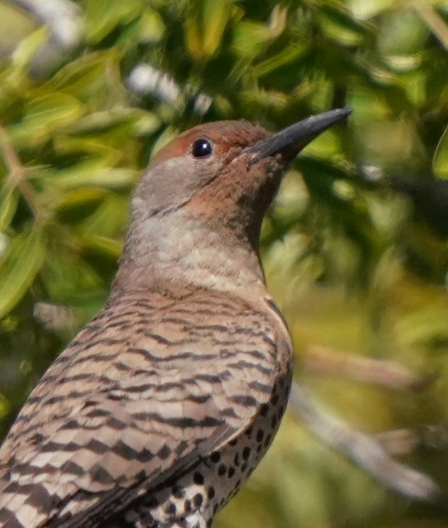 Northern Flicker - ML620473631