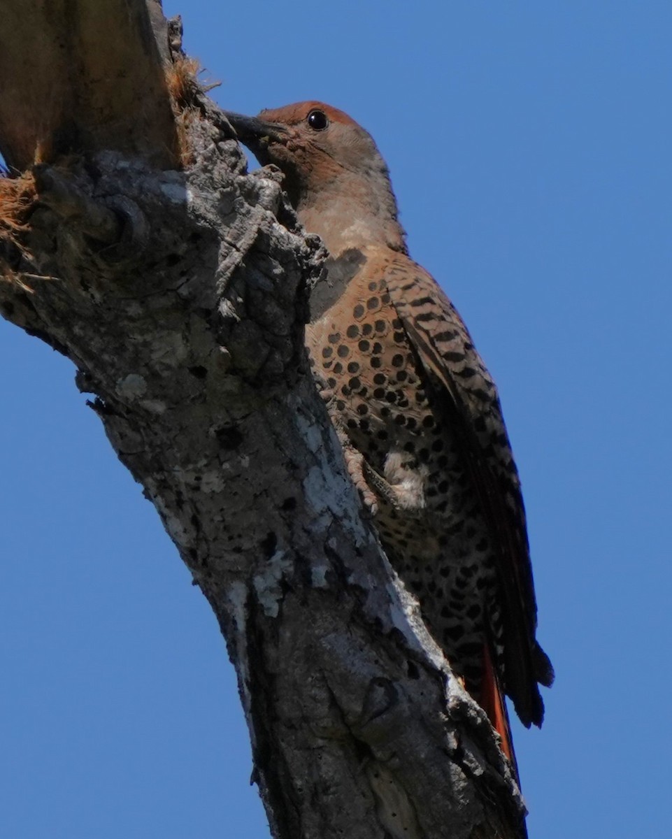 Northern Flicker - ML620473633