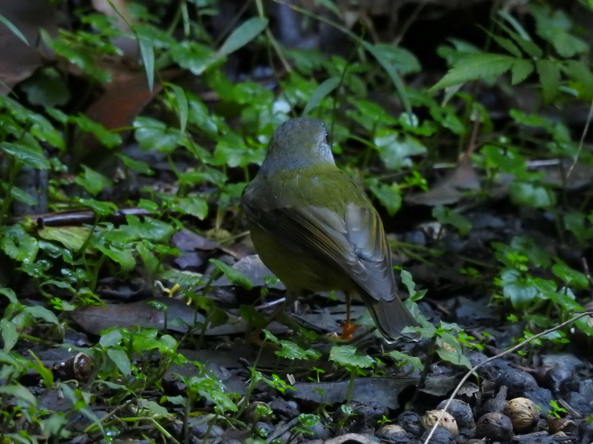 Pale-yellow Robin - ML620473640