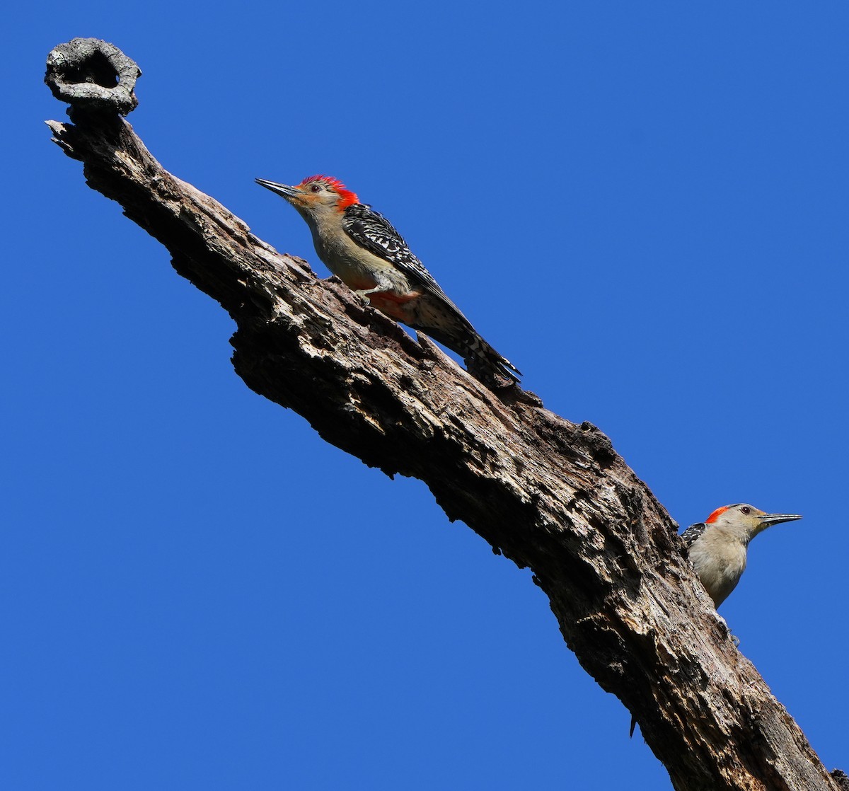 Red-bellied Woodpecker - ML620473650