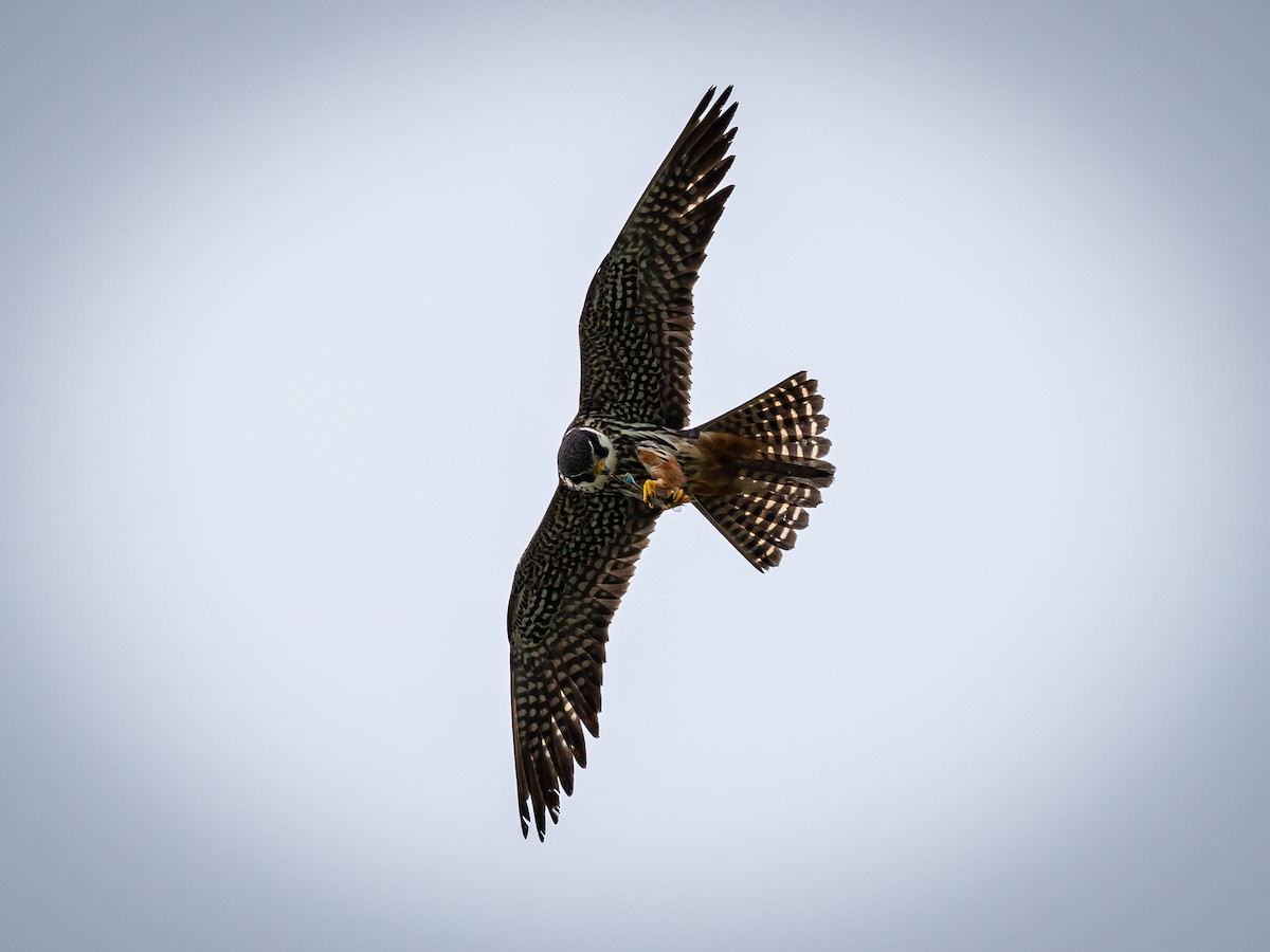 Eurasian Hobby - ML620473655