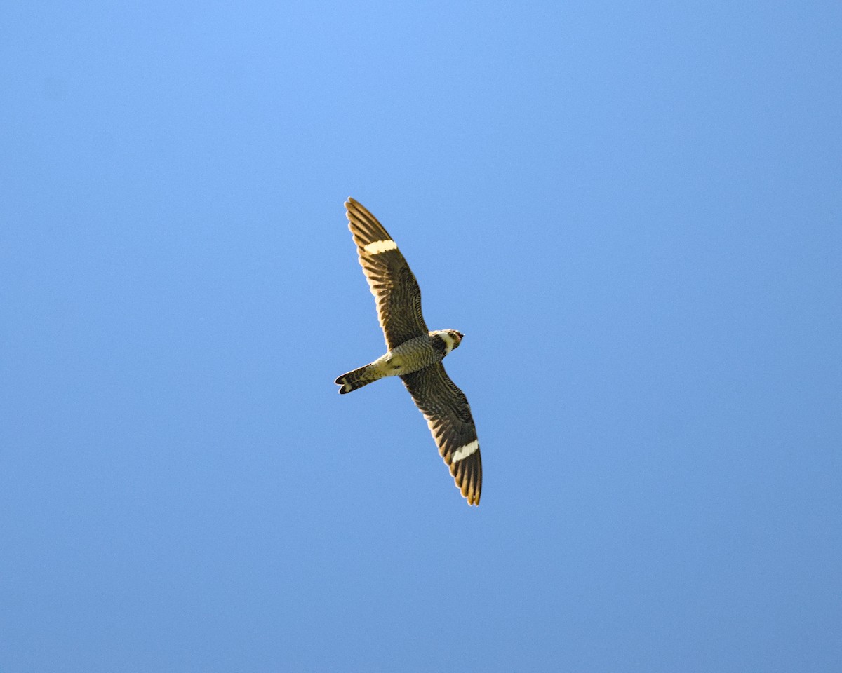 תחמס אמריקני - ML620473657