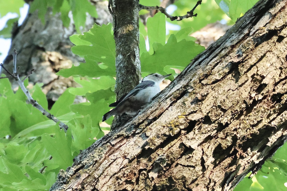 White-breasted Nuthatch - ML620473658