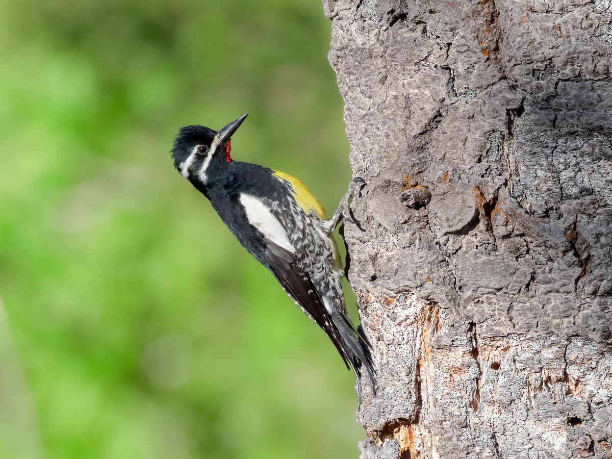 Williamson's Sapsucker - ML620473659