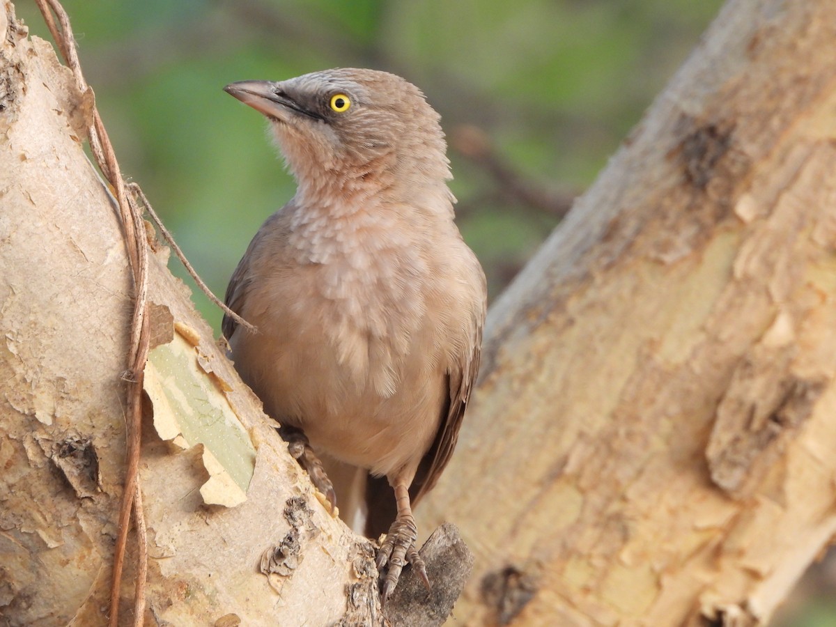 Large Gray Babbler - ML620473664