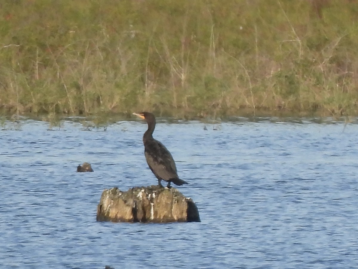 Double-crested Cormorant - ML620473666