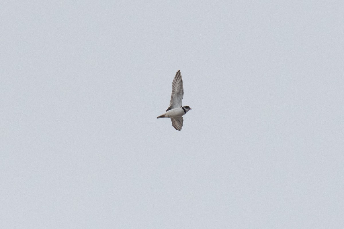 Semipalmated Plover - ML620473667