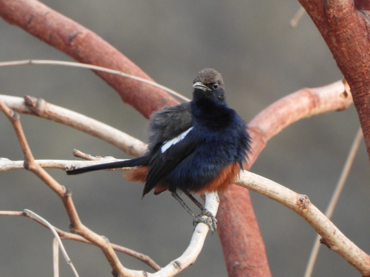 Indian Robin - ML620473668