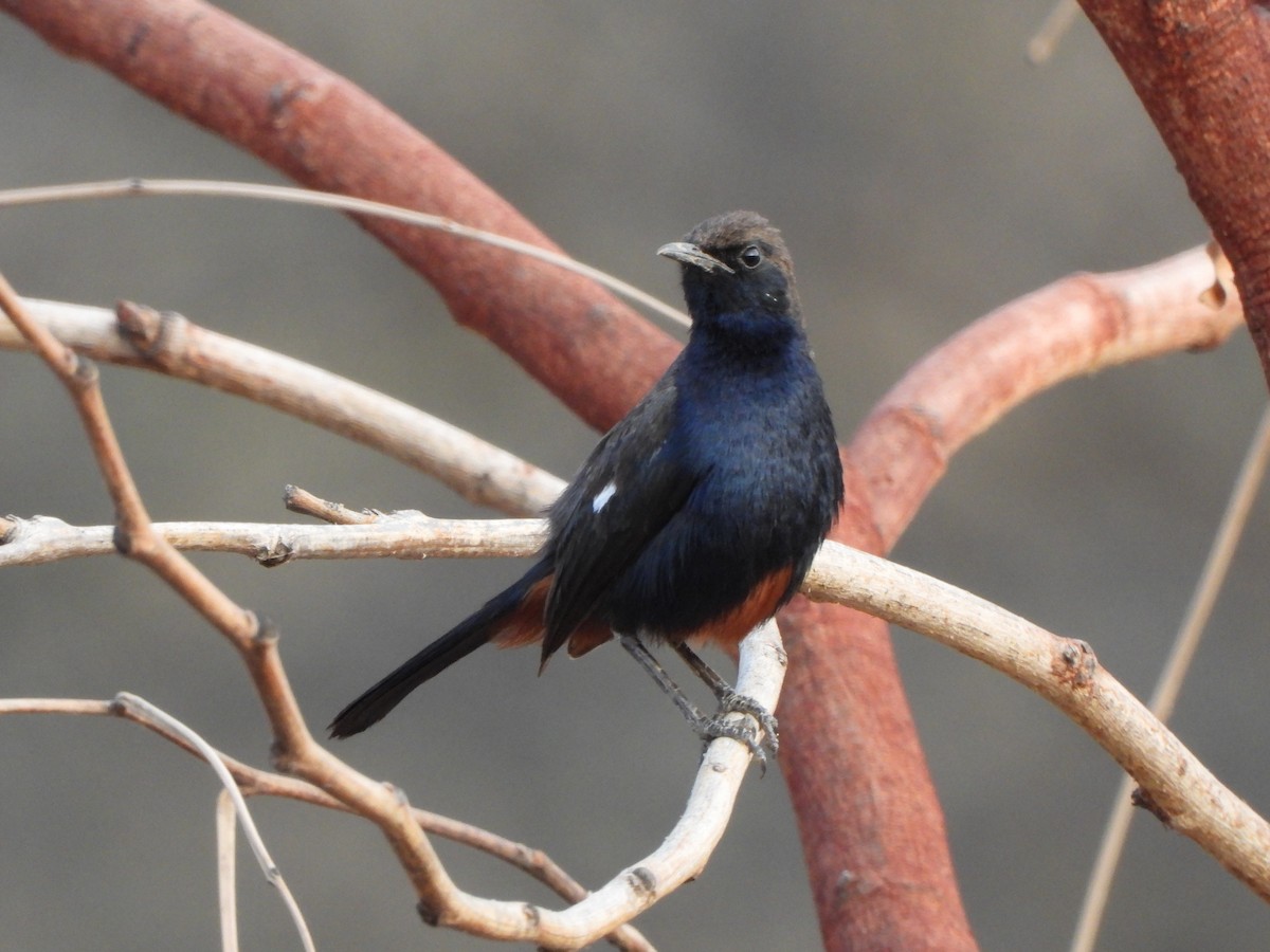 Indian Robin - ML620473669