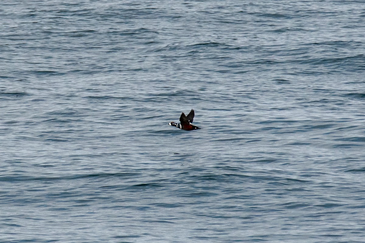 Harlequin Duck - ML620473681